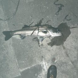 まだまだバチ抜け