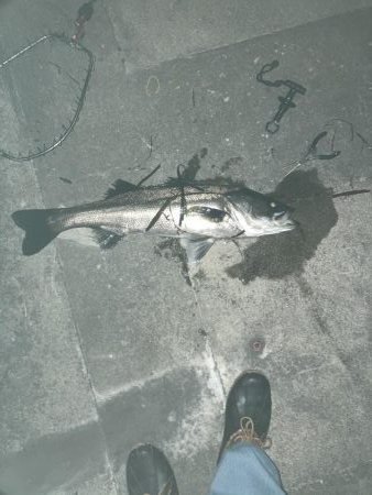 まだまだバチ抜け