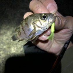 爆風メバリング