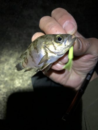 爆風メバリング