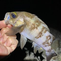 メバル釣れてます！