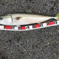 ブリ 98cm ゲット❗️