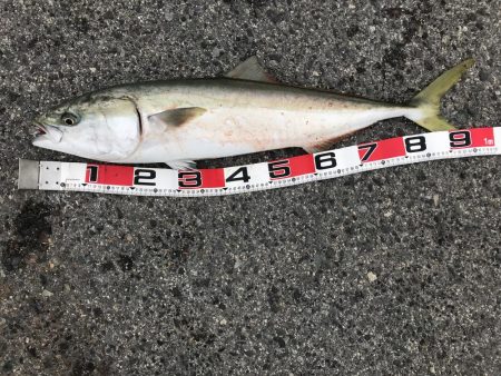 ブリ 98cm ゲット❗️