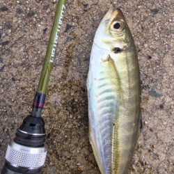 情報をもとにアジング調査