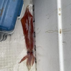 マイボートで午前中釣行