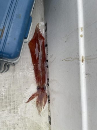 マイボートで午前中釣行