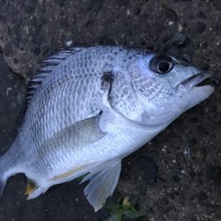 ヘチ釣りでキビレGET