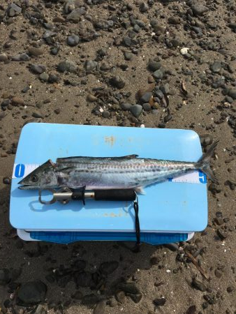 サーフジギング