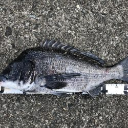 イチノ兄弟、釣果！