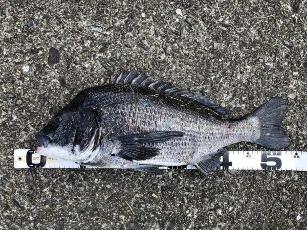 イチノ兄弟、釣果！