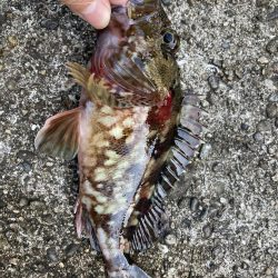 ネンブツ、時々ガシラ