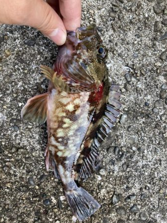 ネンブツ、時々ガシラ