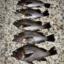 メバルプラッキング