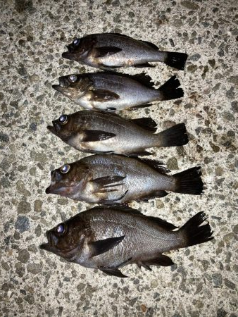 メバルプラッキング