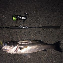 またチューバスでした。