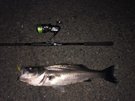 またチューバスでした。