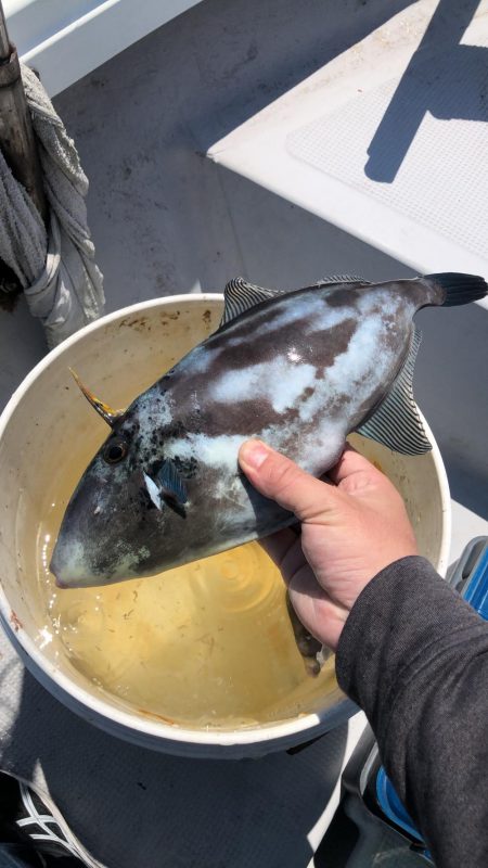 初ウマヅラハギ35センチ