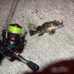 自己新記録 尺手前ガッシー