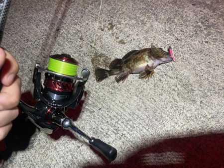 自己新記録 尺手前ガッシー