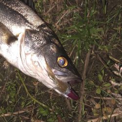 リアクションでなんとか１匹