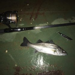 @久しぶりにバチ