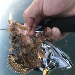 癒やしのガッシー