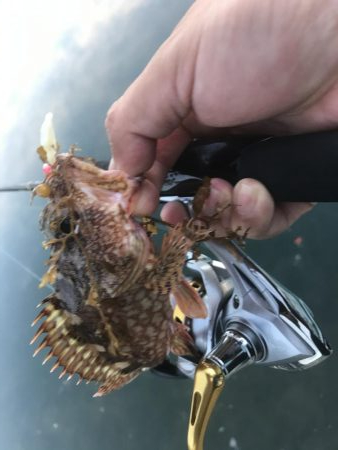 癒やしのガッシー