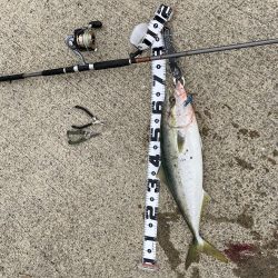 お久し鰤じゃなくてメジロ