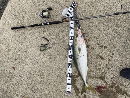 お久し鰤じゃなくてメジロ