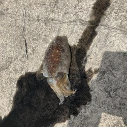 コウイカエギング