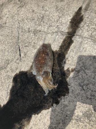 コウイカエギング