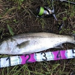 朝マズメシーバス