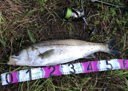 朝マズメシーバス