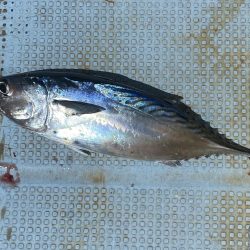 ライトジギング→五目釣り