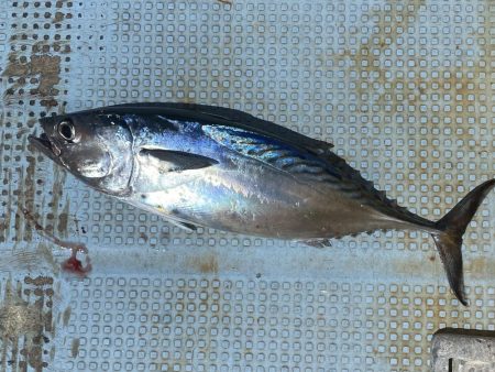 ライトジギング→五目釣り