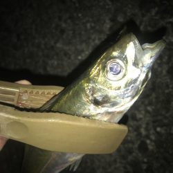 投げサビキで良型アジGET