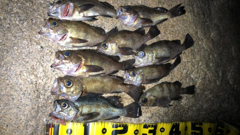 今宵もプラグ縛り！