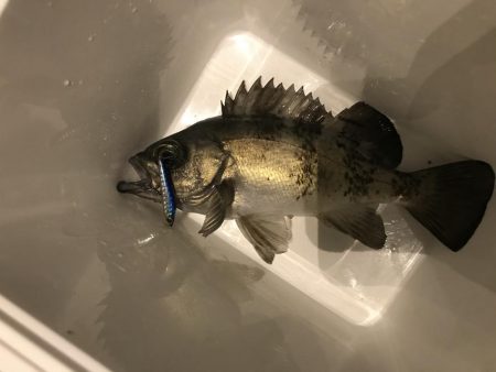 今年最終メバリング