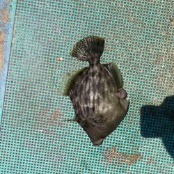 浅川沖でカワハギ