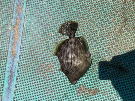 浅川沖でカワハギ