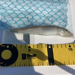 投稿２回目、本日はのんびりの筈が？