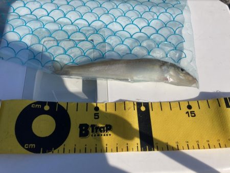 投稿２回目、本日はのんびりの筈が？