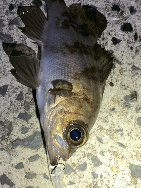 メバルサイズは出ず…