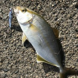 ダイソールアーでカンパチ＆カマスGET