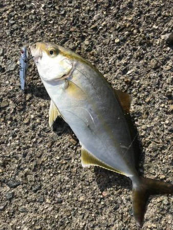 ダイソールアーでカンパチ＆カマスGET