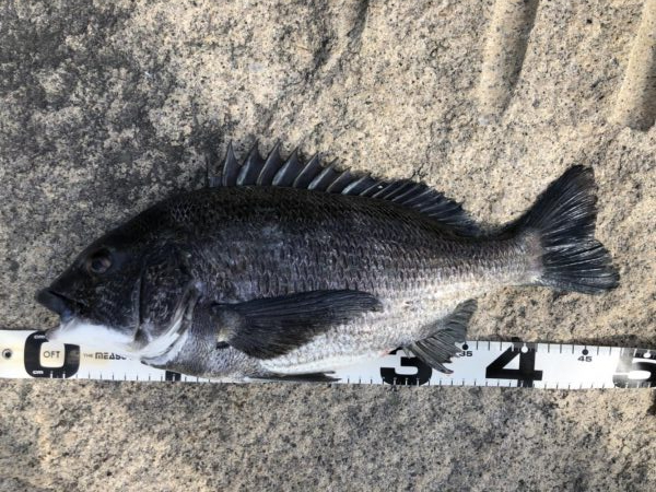 イチノ兄弟、釣果!