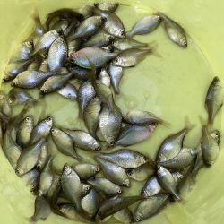 今週のタナゴ釣り