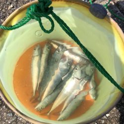 サビキでイワシとサバ祭り