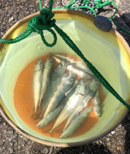 サビキでイワシとサバ祭り