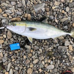 久しぶりのメジロ